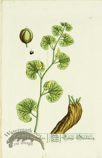 Blackwell German 150